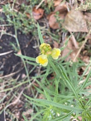 Linaria vulgaris