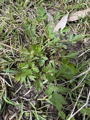 Ranunculus plebeius