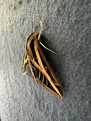 Eumorpha fasciatus