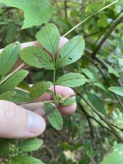 Rosa palustris