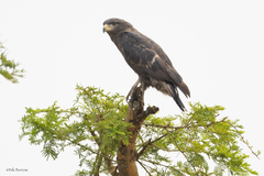 Circaetus cinerascens