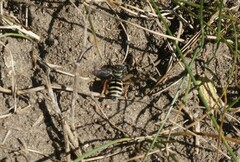 Triepeolus pectoralis