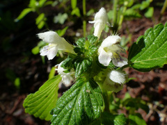 Galeopsis