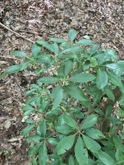 Kalmia latifolia