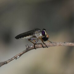 Asilidae