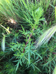 Artemisia biennis