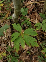 Anemonoides nemorosa