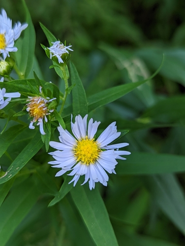 New York aster
