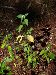 Galeopsis
