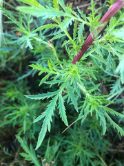 Artemisia biennis