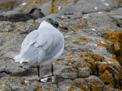 Ichthyaetus melanocephalus
