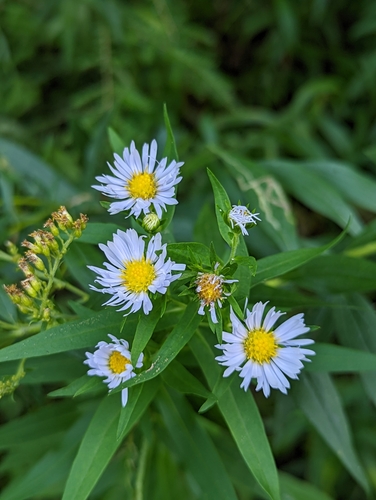 New York aster