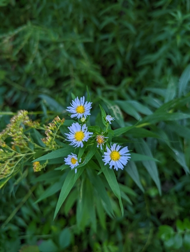 Symphyotrichum novi-belgii