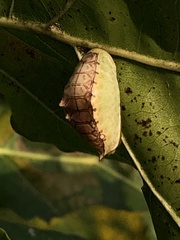 Prolimacodes badia