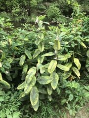 Erysiphe asclepiadis