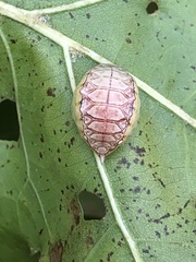 Prolimacodes badia