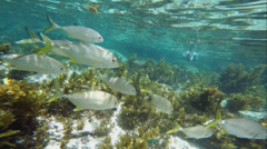 Caranx