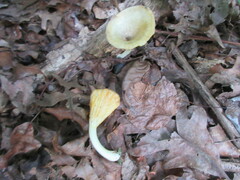 Gerronema strombodes