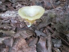 Gerronema strombodes