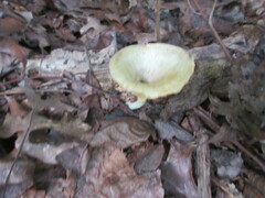 Gerronema strombodes