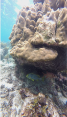 Plectorhinchus vittatus