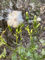 Erechtites hieraciifolius