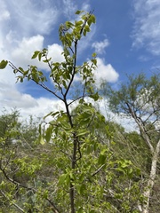 Prunus mexicana
