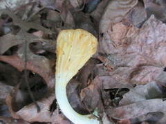 Gerronema strombodes