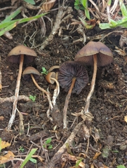 Psilocybe subtropicalis