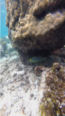 Plectorhinchus vittatus