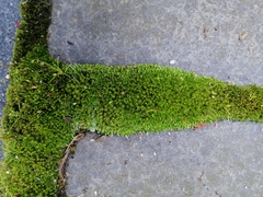 Bryum argenteum