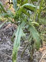 Erechtites hieraciifolius