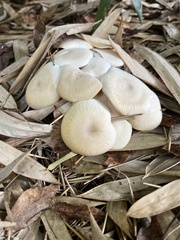Arrhenia epichysium