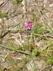 Sidalcea oregana