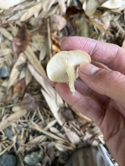 Arrhenia epichysium