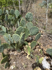 Opuntia lindheimeri