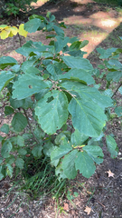 Hamamelis virginiana