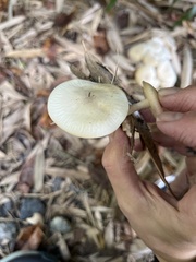 Arrhenia epichysium