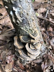 Trametes