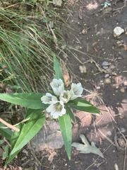 Gentiana decora