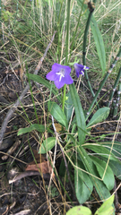Campanula persicifolia