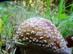 Amanita pantherina
