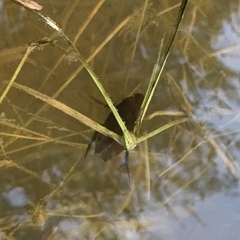 Hydrophilus aculeatus