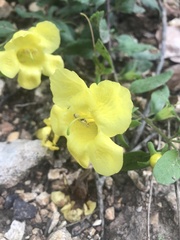 Aureolaria grandiflora