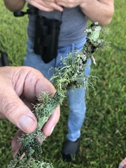 Usnea strigosa