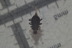 Elmidae