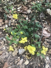 Aureolaria grandiflora
