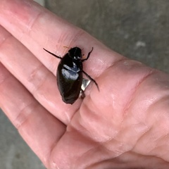 Hydrophilus aculeatus