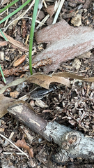 Velarifictorus micado