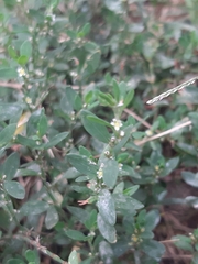 Polygonum aviculare